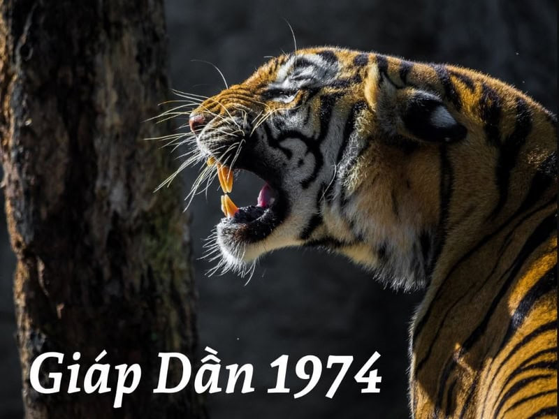 Người nữ Giáp Dần 1974 đối mặt với nhiều biến động trong vận trình năm 2025