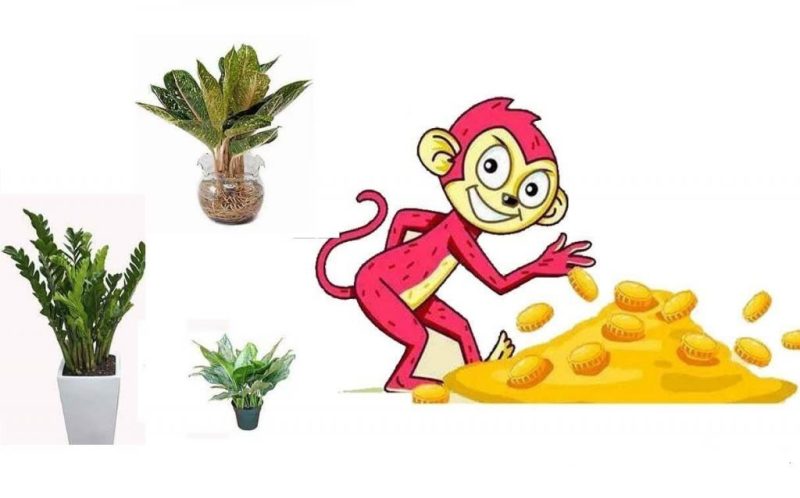 Người tuổi Canh Thân 1980 đang tìm hiểu cây cảnh phong thủy hợp mệnh Mộc