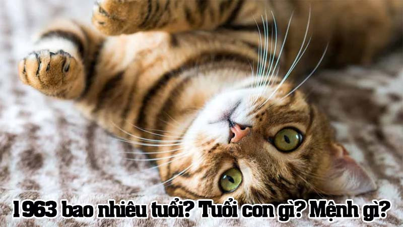 Người tuổi Quý Mão 1963 và những thông tin phong thủy