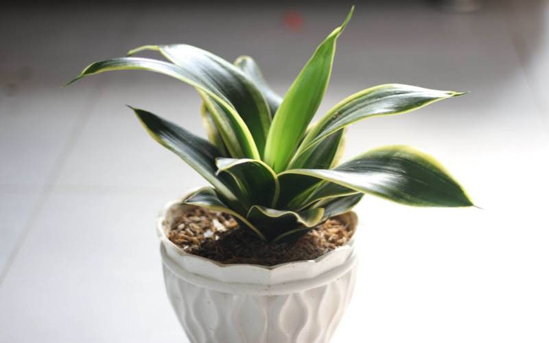 Nhân giống cây lưỡi mèo bằng phương pháp cắt lá