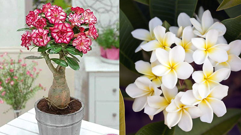 Rễ cây hoa sứ to lớn tượng trưng cho phú quý bền vững
