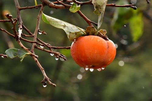 Sư Tử suôn sẻ, Thiên Bình gặp thời trong tử vi tháng mới