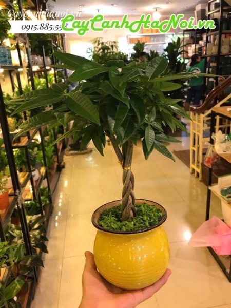 Thân cây kim ngân được uốn thành bím tóc độc đáo trên bàn