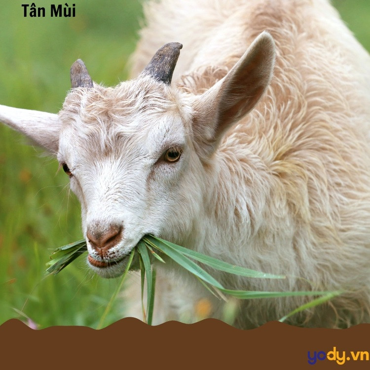 Tìm hiểu các tuổi tứ hành xung với tuổi Mùi