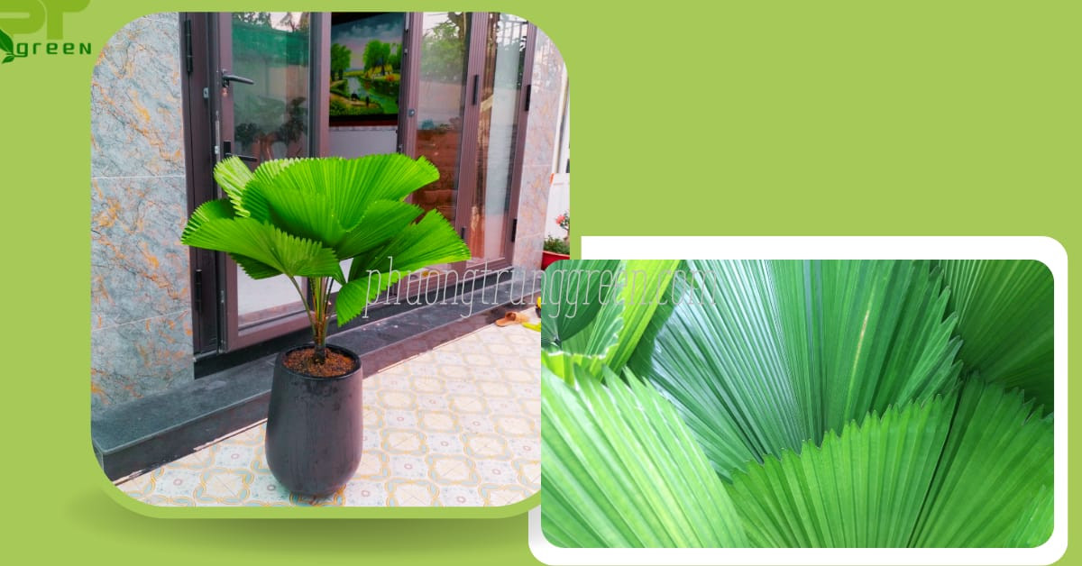Tổng hợp câu hỏi thường gặp về cây cọ Nhật