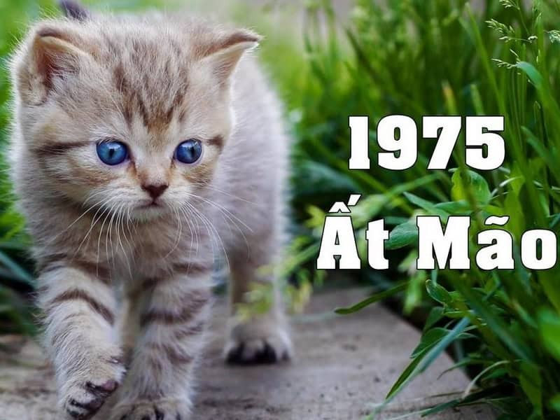 Tổng quan tử vi nam Ất Mão 2026