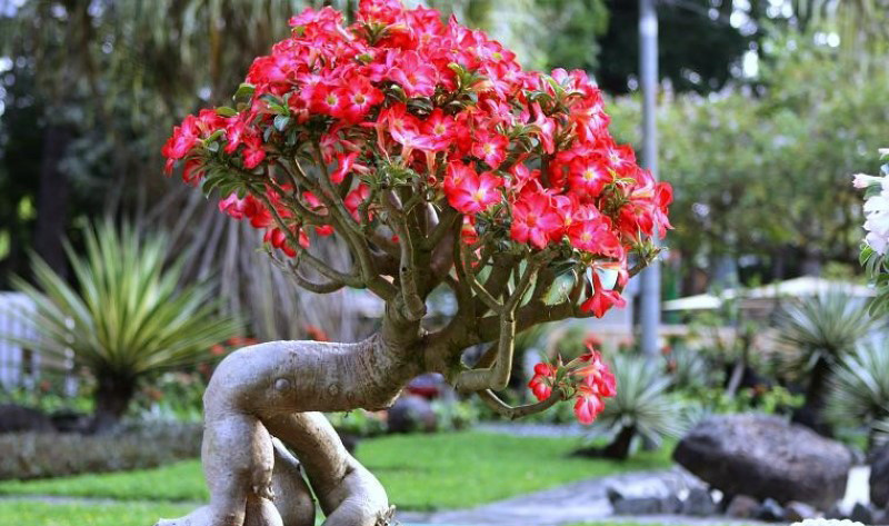 Trồng cây hoa sứ trước nhà mang lại tài lộc cho gia đình