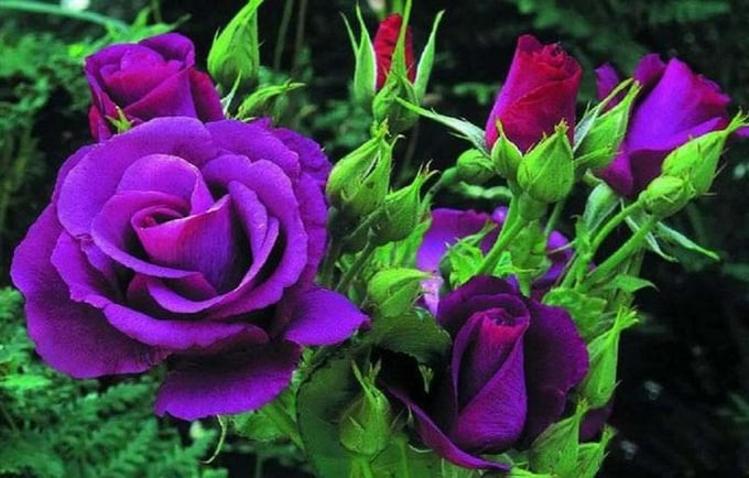 Tử vi 12 con giáp ngày 30 - Vận may và thách thức