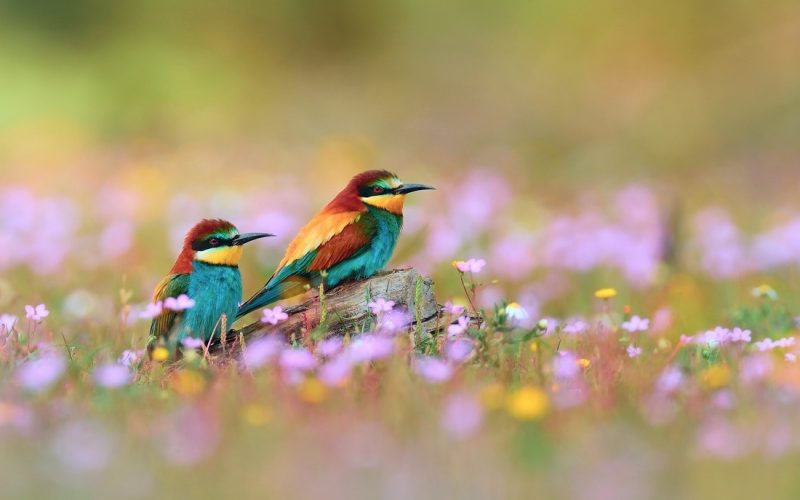 Tử vi 23/1 tuổi Sửu may mắn bất ngờ, tài lộc dồi dào