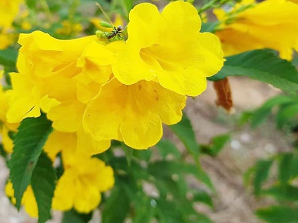 Tử vi ngày 26 tháng 12 cho 12 con giáp