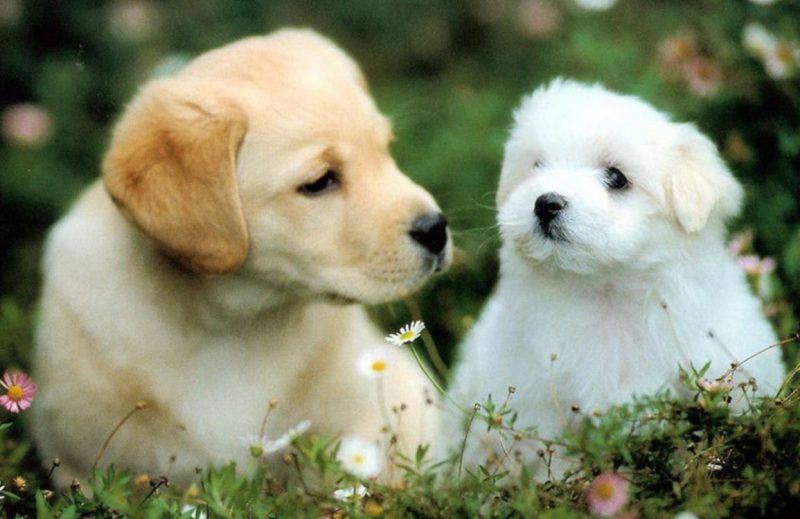 Tử vi trọn đời Giáp Tuất 1994 nữ mạng