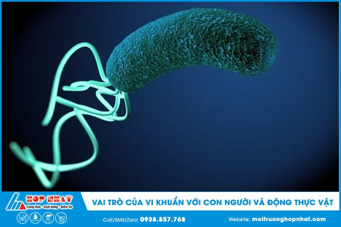 Vai trò của vi khuẩn trong chu trình dinh dưỡng thiết yếu