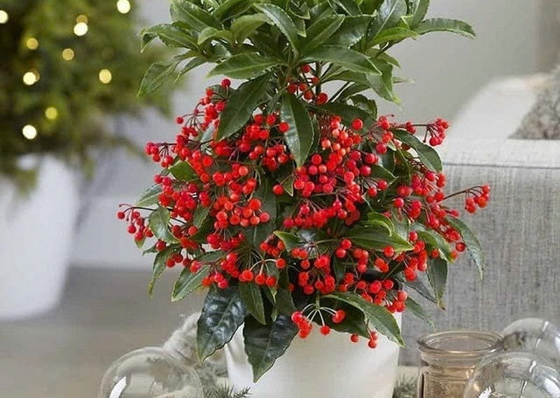 Vị trí đặt cây kim ngân lượng trong nhà