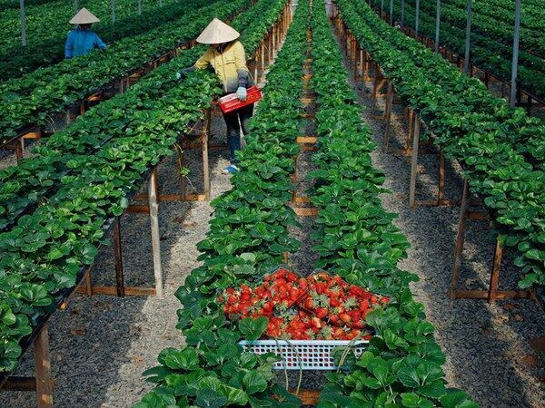 Vườn dâu Đà Lạt truyền thống, trải nghiệm hái dâu