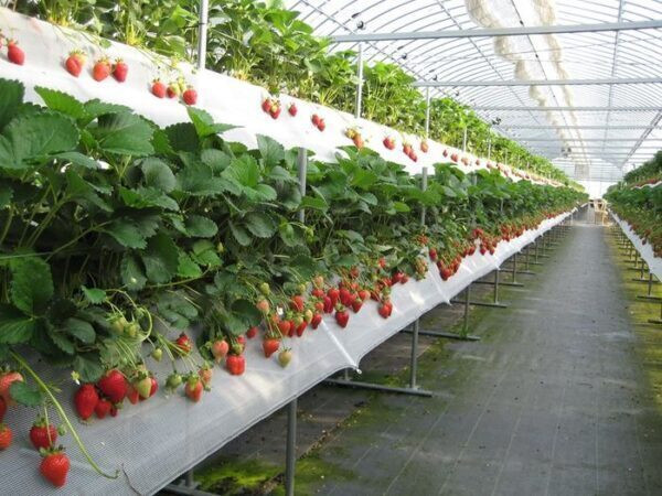 Vườn dâu tây Đà Lạt công nghệ cao