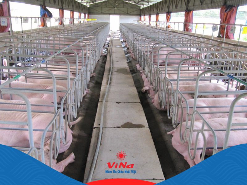Xem tuổi hợp chăn nuôi heo may mắn, gia đạo bình an