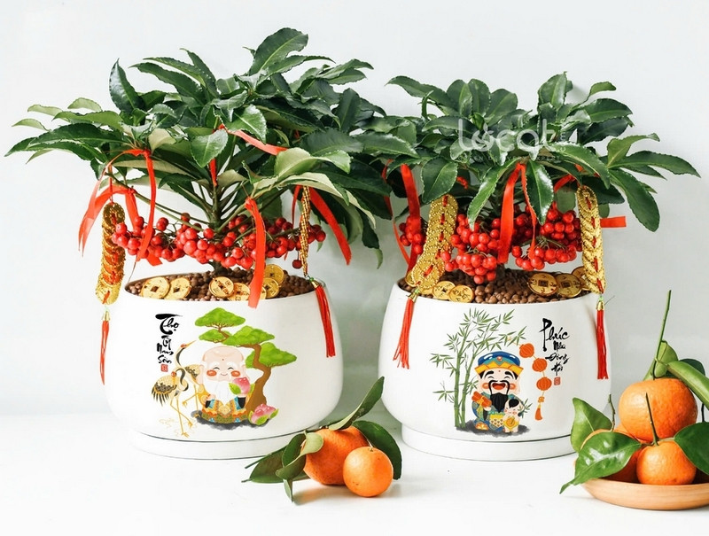 Ý nghĩa phong thủy cây kim ngân lượng