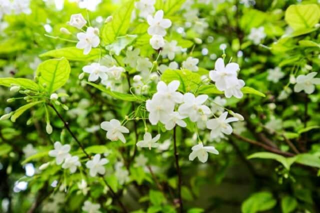 Ý nghĩa phong thủy cây mai chiếu thủy