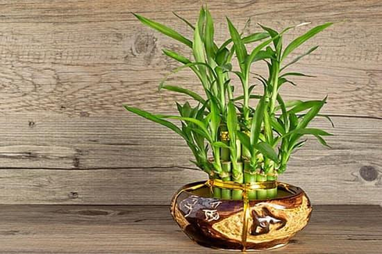 ý nghĩa phong thủy cây trúc phát tài