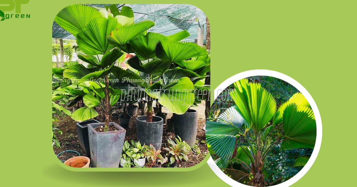 Ý nghĩa phong thủy của cây cọ Nhật